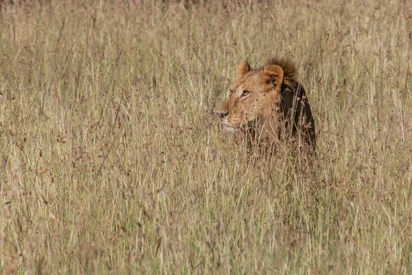Lew Rezerwacie Narodowym Masai Mara Kenia — Zdjęcie stockowe
