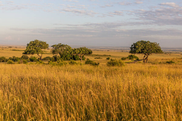 Landscape of Masai Mara National Reserve, Kenya