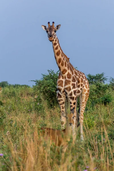 长颈鹿在默奇森瀑布国家公园 乌干达 — 图库照片