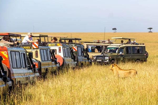 stock image MASAI MARA, KENYA - FEBRUARY 19, 2020: Safari vehicles and a lion in Masai Mara National Reserve, Kenya