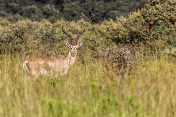 Southern Grant Gazelle Nanger Granti Národním Parku Longonot Keňa — Stock fotografie