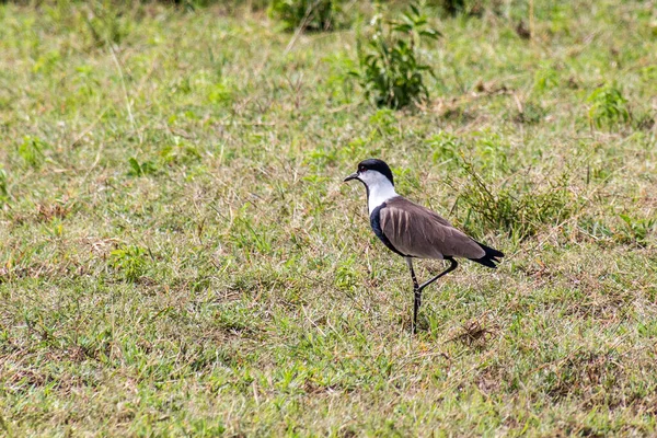 Spornkiebitz Vanellus Spinosus Der Nähe Des Naivasha Sees Kenia — Stockfoto
