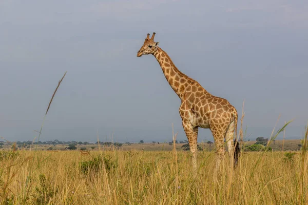 乌干达Murchison Falls国家公园的长颈鹿 — 图库照片
