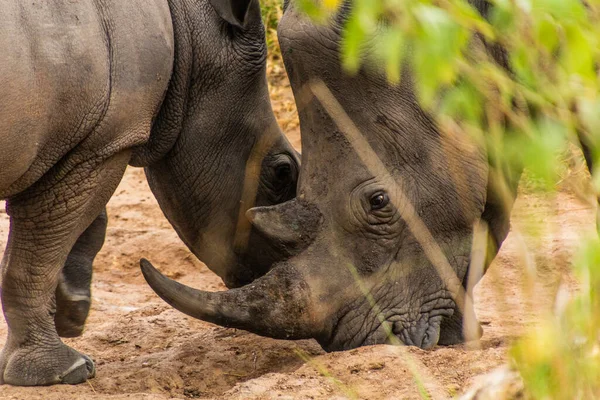 stock image Southern white rhinoceros (Ceratotherium simum simum) in Ziwa Rhino Sanctuary, Uganda