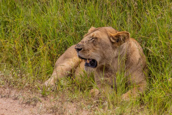 León Reserva Nacional Masai Mara Kenia — Foto de Stock