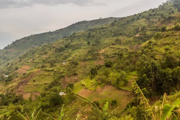 Bujná Krajina Poblíž Vesnice Kilembe Uganda — Stock fotografie