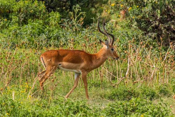 Impala Aepyceros Melampus Crescent Island Game Sanctuary Lago Naivasha Quênia — Fotografia de Stock