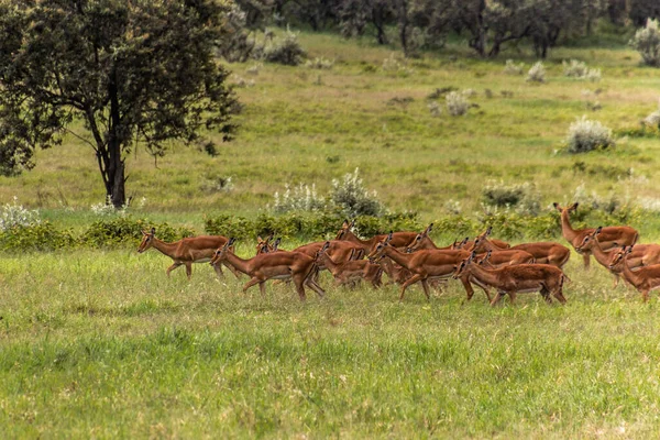 Impalas Aepyceros Melampus Národním Parku Hell Gate Keňa — Stock fotografie