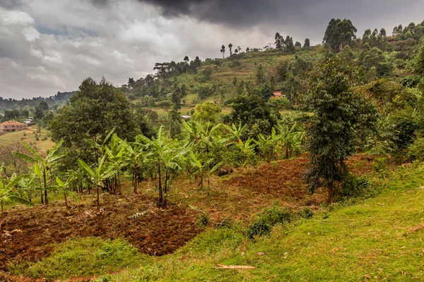 Vidéki Táj Sipi Falu Uganda — Stock Fotó