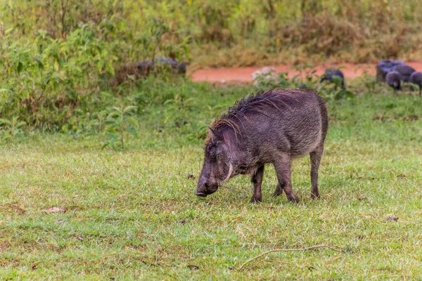 Östlicher Warzenschwein Phacochoerus Africanus Massaicus Ziwa Nashorn Schutzgebiet Uganda — Stockfoto