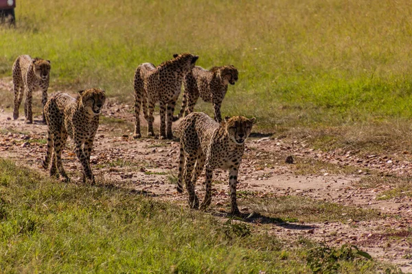 Gepárd Testvérek Csoportja Kenyai Masai Mara Nemzeti Parkban — Stock Fotó