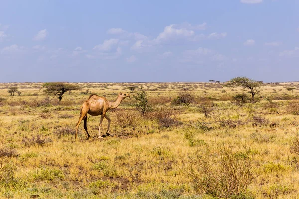 Camello Cerca Ciudad Marsabit Kenya — Foto de Stock