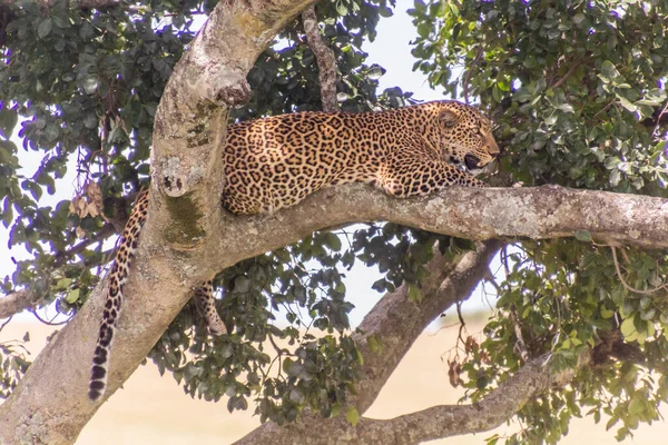 Leopard Ένα Δέντρο Στο Masai Mara National Reserve Κένυα — Φωτογραφία Αρχείου