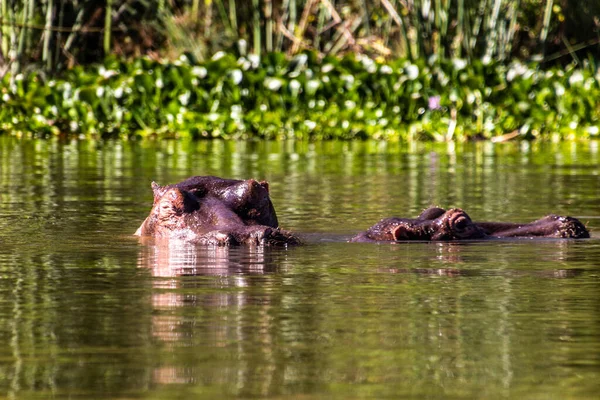 Hippopotamus Hippopotamus Amfibus Het Naivasha Meer Kenia — Stockfoto