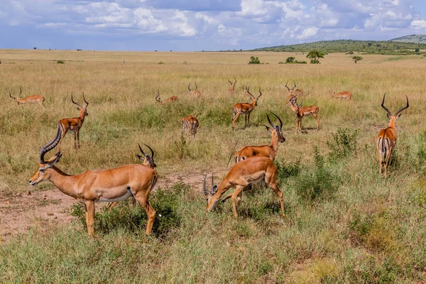 Impalas Aepyceros Melampus Reserva Nacional Masai Mara Quênia — Fotografia de Stock