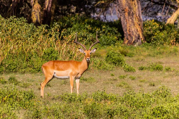 Impala Aepyceros Melampus Crescent Island Game Sanctuary Nad Jeziorem Naivasha — Zdjęcie stockowe