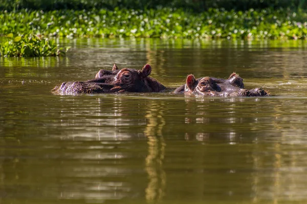 Гиппопотамус Hippopotamus Amphibius Озере Найваша Кения — стоковое фото