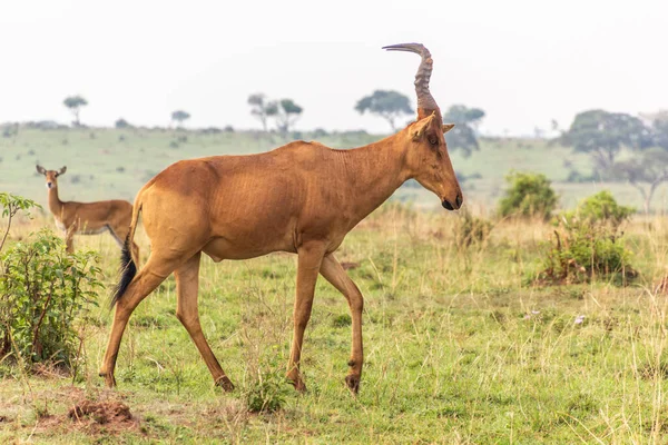 Lelwel Hartebeest Alcelaphus Buselaphus Lelwel Parque Nacional Murchison Falls Uganda — Fotografia de Stock