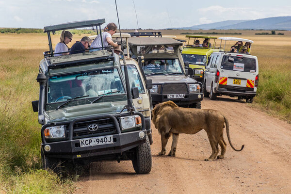 MASAI MARA, KENYA - FEBRUARY 19, 2020: Safari vehicles and a lion in Masai Mara National Reserve, Kenya