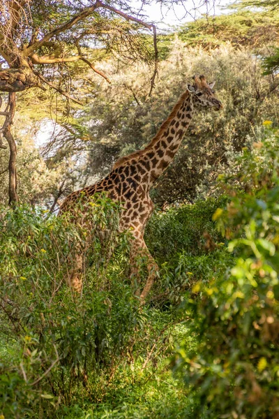 Masai Giraffe Giraffa Tippelskirchi Crescent Island Game Sanctuary Naivasha Lake — Stock Photo, Image