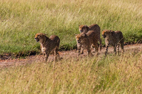 Group Cheetah Brothers Masai Mara National Reserve Kenya — Stock Photo, Image