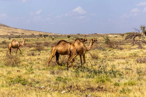 Camellos Cerca Marsabit Town Kenia — Foto de Stock