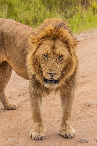 Lion Masai Mara National Reserve Kenya — Stock Photo, Image