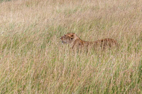 ケニアのマサイ マラ国立保護区の雌ライオン — ストック写真