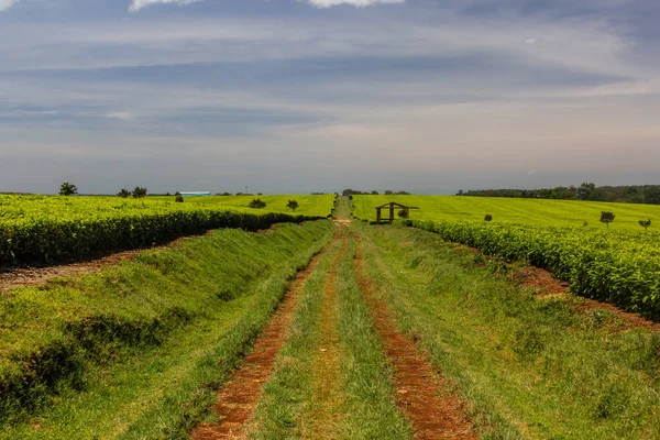 Plantações Chá Perto Kericho Quênia — Fotografia de Stock
