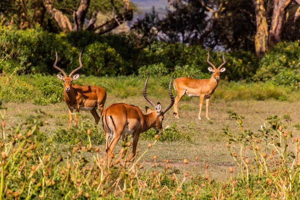 Impalas Aepyceros Melampus Crescent Island Game Sanctuary Lago Naivasha Kenia —  Fotos de Stock