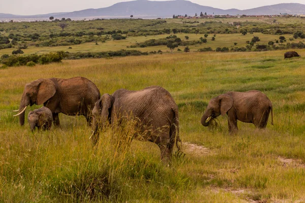 Elefanter Masai Mara National Reserve Kenya - Stock-foto