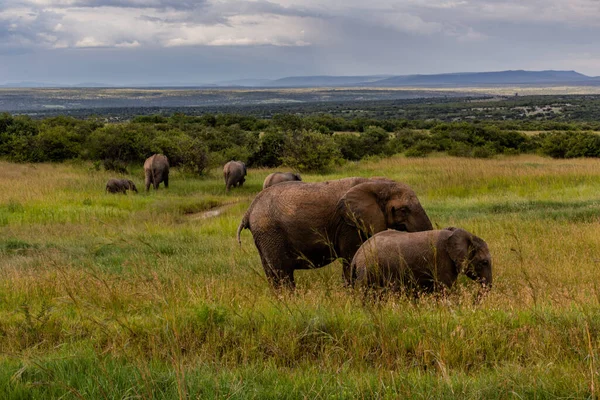 Elefanti Nella Riserva Nazionale Masai Mara Kenya — Foto Stock