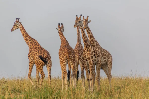 Giraffen Murchison Falls National Park Oeganda — Stockfoto