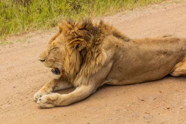 Lion Masai Mara National Reserve Kenya — Stock Photo, Image