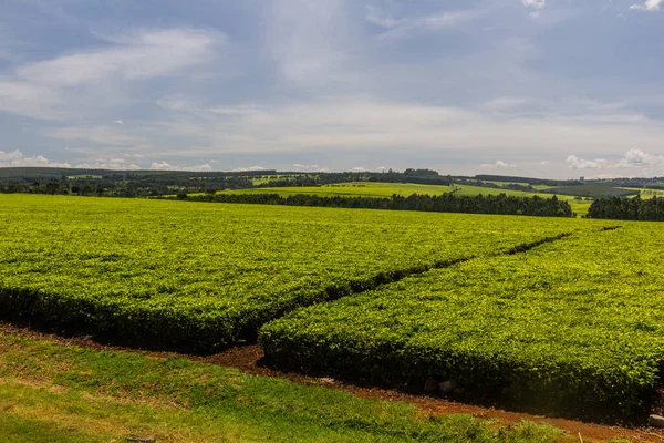 Чайные Плантации Недалеко Керичо Кения — стоковое фото
