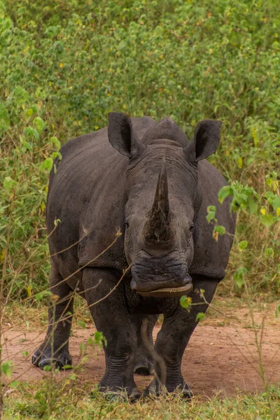 Rinoceronte Blanco Del Sur Ceratotherium Simum Simum Ziwa Rhino Sanctuary —  Fotos de Stock