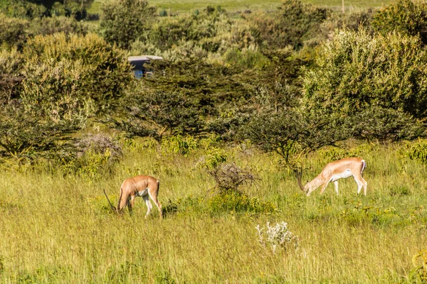 Dél Grant Gazelle Nanger Granti Longonot Nemzeti Parkban Kenyában — Stock Fotó