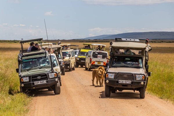 MASAI MARA, KENYA - FEBRUARY 19, 2020: Safari vehicles and a lion in Masai Mara National Reserve, Kenya