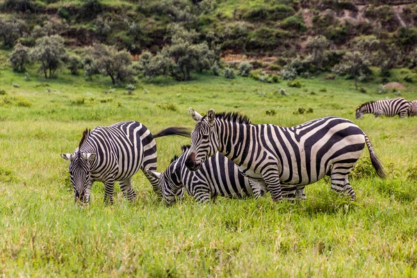ケニアの地獄門国立公園のゼブラス — ストック写真