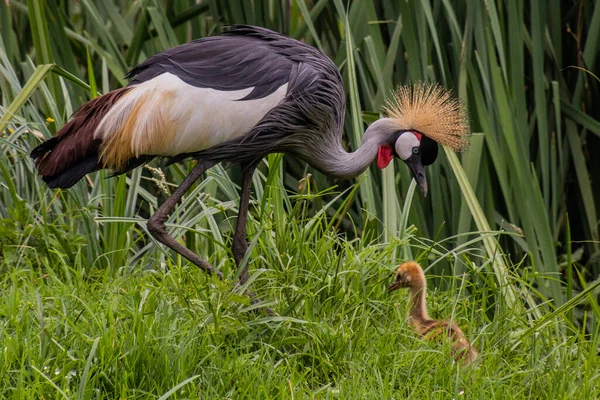 Грей Коронований Журавель Balearica Regulorum Національний Птах Уганди Поблизу Водоспаду — стокове фото