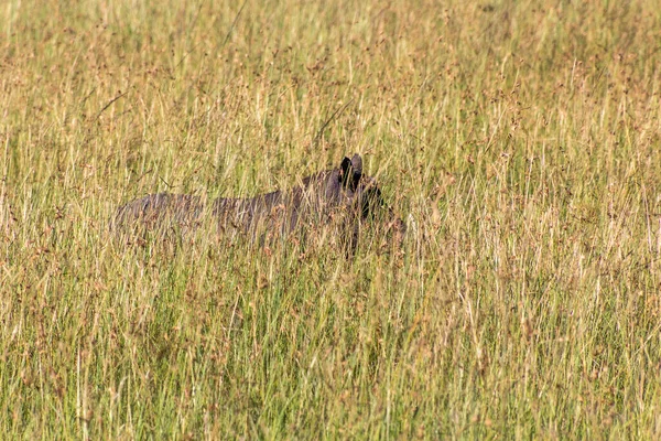 Warthog Comum Phacochoerus Africanus Reserva Nacional Masai Mara Quênia — Fotografia de Stock