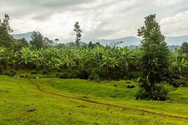 Bananenplantage Der Nähe Von Budadiri Uganda — Stockfoto