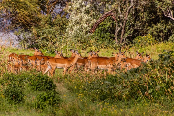 Impalas Aepyceros Melampus 在肯尼亚奈瓦沙湖新月岛野生动物保护区 — 图库照片
