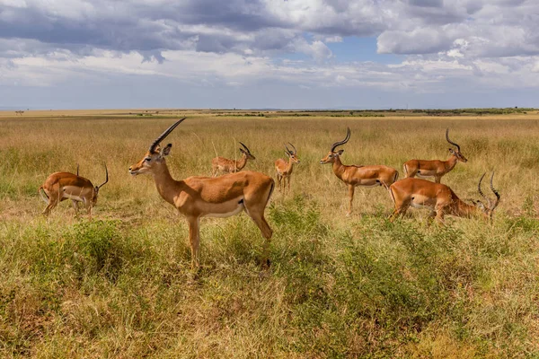 Impalas Aepyceros Melampus Reserva Nacional Masai Mara Quênia — Fotografia de Stock