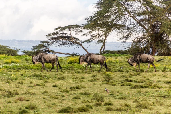Wildebeest Crescent Island Game Sanctuary Lago Naivasha Kenia — Foto de Stock