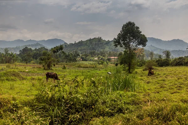 Rural Landscape Budadiri Uganda — Stock Photo, Image