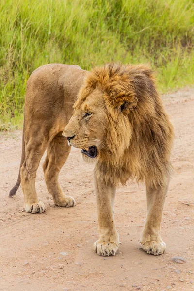 Lion Masai Mara National Reserve Kenya — Fotografie, imagine de stoc