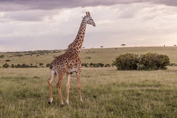 肯尼亚Masai Mara国家保护区长颈鹿 — 图库照片
