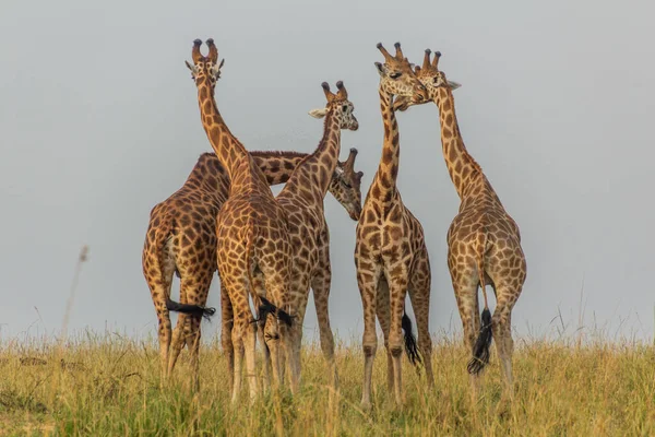 Giraffe Nel Parco Nazionale Murchison Falls Uganda — Foto Stock
