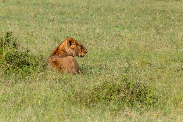 Oroszlán Masai Mara Nemzeti Parkban Kenyában — Stock Fotó